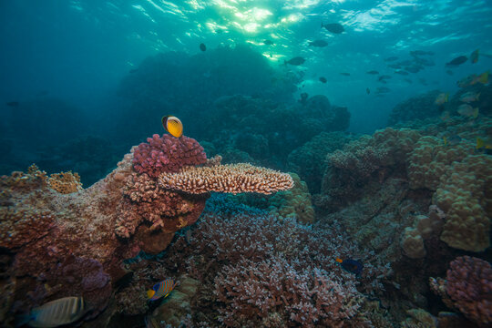 Beautiful coral reef landscape with masked butterflyfish and sun rays underwater
