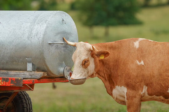 Domestic Simmental cow grazing on green pasture field in rural countryside⁠