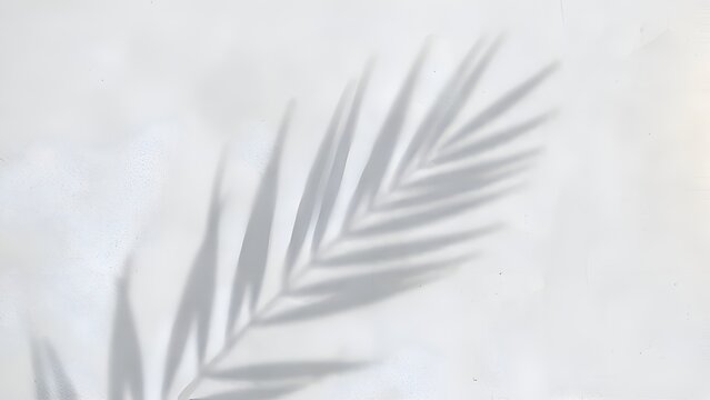 Palm leaf shadow silhouette on a white textured wall