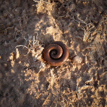 Coiled Desert Millipede on Dry Sandy Ground