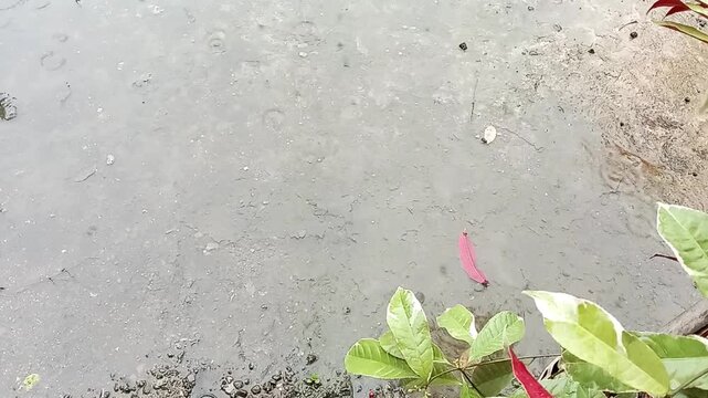 Raindrops Splashing in Puddles on Outdoor Pavement