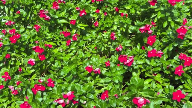 Abundant red flowers and dark green foliage of Madagascar periwinkle (binomial name: Catharanthus roseus) swaying in a sea breeze on a sunny July morning in Sarasota, Florida