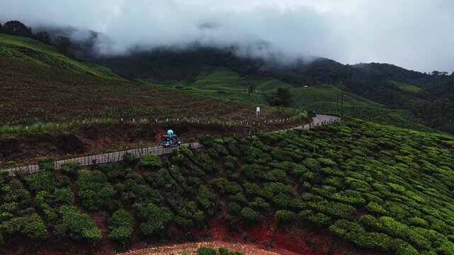 Aerial view of an auto rickshaw on a hill road beside tea gardens in Kerala, India