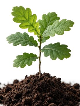 Small green oak sapling grows in pile of fertile dark soil. Tiny baby tree stands in dirt against white background. Young plant develops fresh leaves, roots for healthy botany growth. Concept of