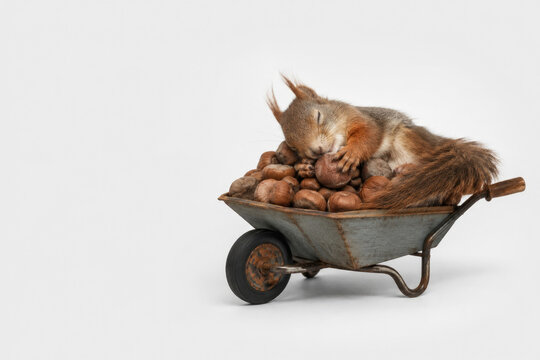 Sleeping squirrel rests on nuts inside a wheelbarrow. Space for text.