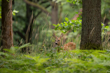 Sarna europejska (Capreolus capreolus) ukryta wśród leśnej roślinności. © MarcinRoj.Fotografia