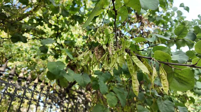 Close-up of heart-shaped leaves and seed pods of a European Judas tree (Cercis siliquastrum)
