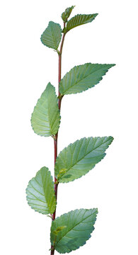 Leaves on a tree branch on a white background