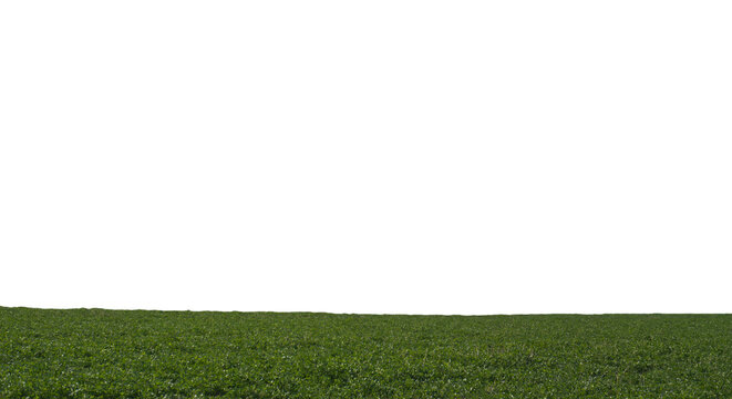 A high-quality horizontal landscape element featuring a lush green grass field or meadow with a perfectly clean horizon line, isolated on a pure white background. This versatile cutout is ideal for gr