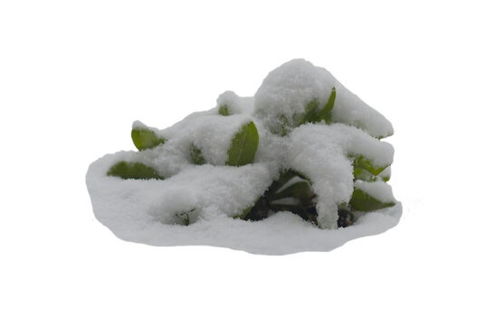 Green plant under snow isolated on white background