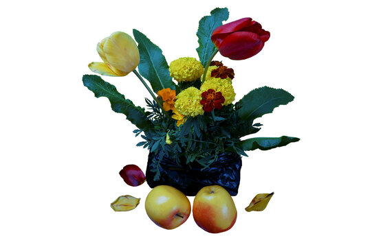 Still life composition of red and yellow flowers with ripe apples, cutout.