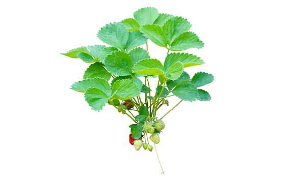 Strawberries hang under a strawberry leaf on a white background