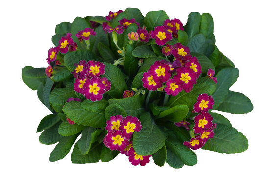 A healthy and vibrant burgundy Primula (Primrose) plant in full bloom, featuring striking yellow star-shaped centers. The lush, textured green leaves contrast beautifully with the dark red flowers. Th