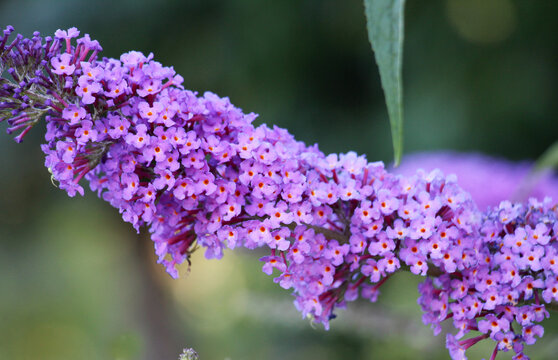 Butterfly-bush (Buddleja Davidii) is blooming in the garden