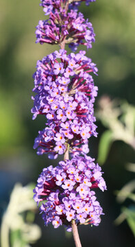 Butterfly-bush (Buddleja Davidii) is blooming in the garden