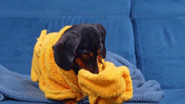 A black and tan dachshund dog sits on a blue sofa wrapped in a yellow towel bathrobe, its head turban slipping off after a bath, a concept of pet grooming and home care.