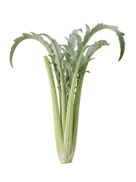 Fresh raw cardoon vegetable isolated on white. Organic edible thistle plant for cooking.