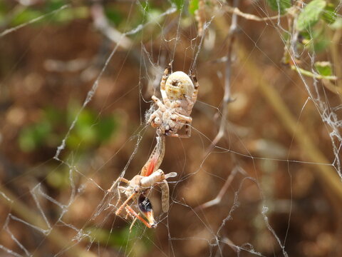 Spider capturing and feeding on a grasshopper in its natural habitat. Close-up macro wildlife photograph showcasing the predator-prey interaction, intricate web-free hunting behavior, and detailed ana