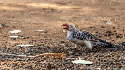 The northern red-billed hornbill (Tockus erythrorhynchus) is a species of hornbill in the family Bucerotidae. © Joannes
