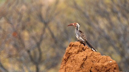 The northern red-billed hornbill (Tockus erythrorhynchus) is a species of hornbill in the family Bucerotidae. © Joannes