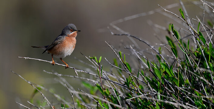 Iberien-Bartgrasm&uuml;cke - M&auml;nnchen // Western subalpine warbler - male (Curruca iberiae) - Cabo de Gata, Spanien