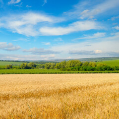 Obraz premium Agricultural landscape with ripe yellow wheat field and distant hills.