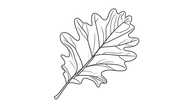 Isolated oak leaf outline, detailed veins and lobes, simple line drawing, natural element