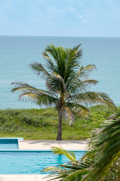 palmera en el mar