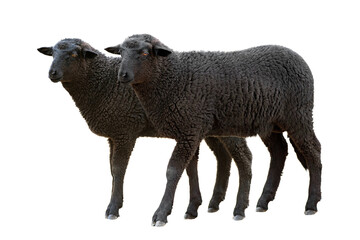 Two black domestic sheep standing together against a white background. © fotomaster