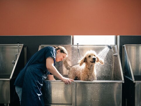 A professional dog groomer washes a cute curly poodle with water spray in a stainless steel tub at a pet salon