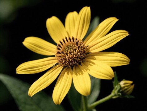 Bright yellow Verbesina encelioides flower blooms in summer garden. Golden crownbeard plant displays vibrant ray florets, dark center disc. Detailed macro botany shot shows wild herbaceous vegetation