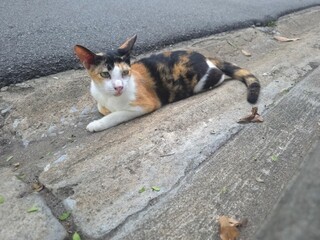 cat in the park © MK_A