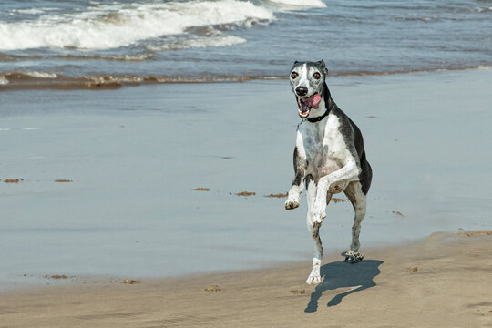 Cute Whippet breed of sighthound dog running on wet sandy beach.
Whippet greyhound breed dog runs across wet sand near ocean waves on a sunny beach.