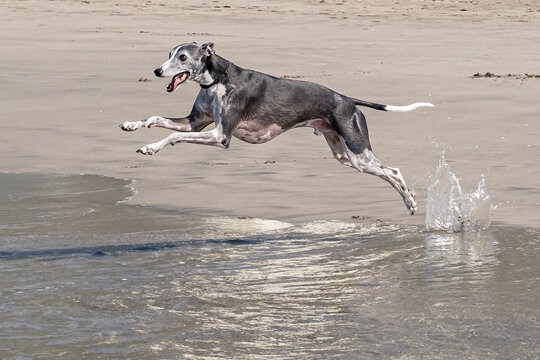 Whippet sighthound breed running fast through shallow beach water.
Swift Whippet dog runs happily through shallow ocean water with splashing waves on a sunny beach.