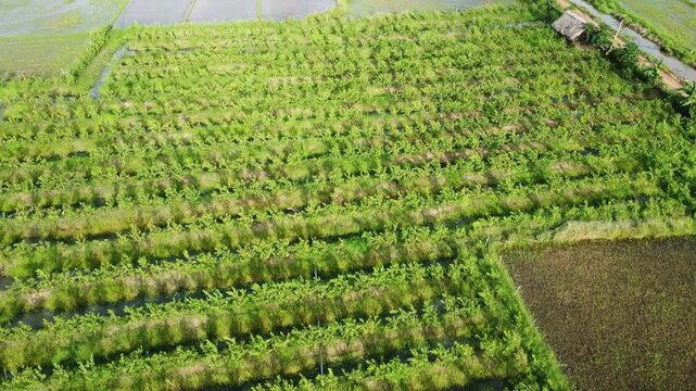 Aerial drone view of vast guava tree plantation and farm fields. Drone shot of commercial guava fruit cultivation in Asia. Wide aerial view of guava tree orchard with surrounding farm plot.