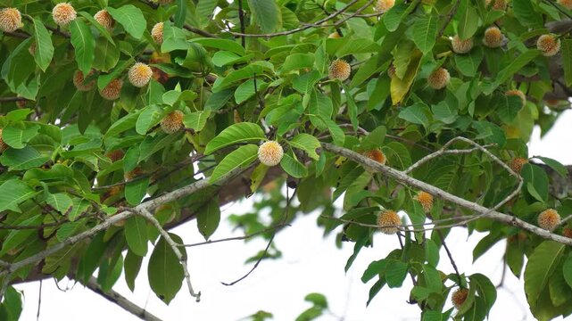 Wide view of Neolamarckia Cadamba tree with spherical blooms. Tropical tree canopy featuring orange yellow round wild flowers.