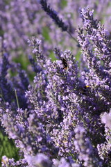 Fototapeta premium bunch of lavender
