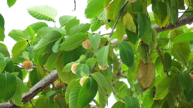 Low angle shot of kadamba tree branch with round yellow flowers. Neolamarckia cadamba tree branch with green leaves and blossoms.