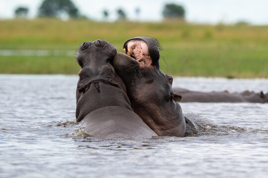 Two hippos sparring in Chobe River