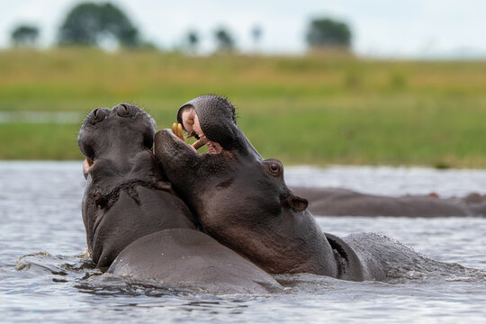 Two hippos sparring in Chobe River