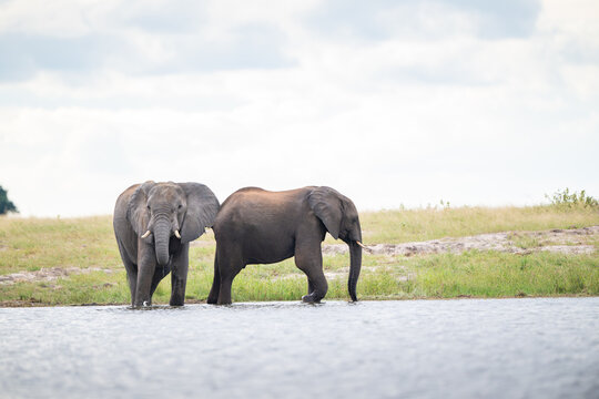 African elephant in Chobe National Park, Botswana