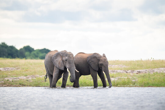 African elephant in Chobe National Park, Botswana
