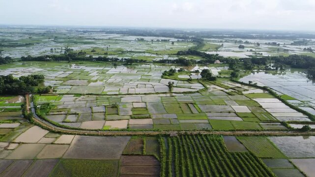 Aerial Wide Shot of Vast Green Rice Paddy Fields in Countryside in India. Monsoon Season Agricultural Rice Field for Rice Farming. 