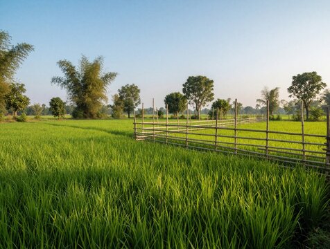 Green rice field landscape with bamboo fence at sunset. Fresh grass grows in countryside meadow under clear sky. Rural agriculture farm area with plants. Organic vegetation for animal fodder grain