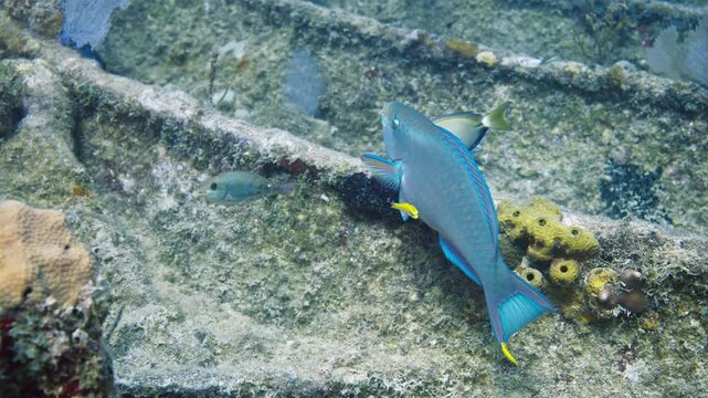 Queen parrotfish being cleaned by juvenile yellowhead wrasses on a shipwreck in Key Largo Florida