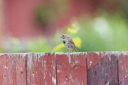 Song sparrow on a fence. 
