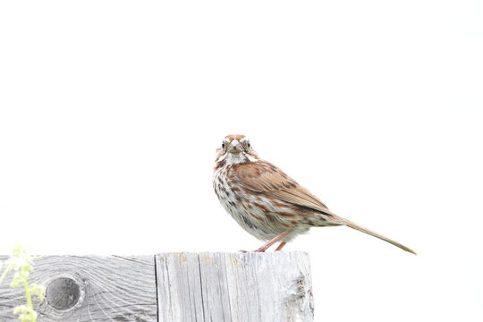 Song sparrow on a fence. 