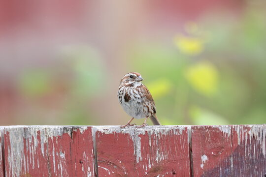 Song sparrow on a fence. 