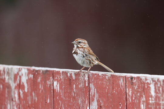 Song sparrow on a fence. 