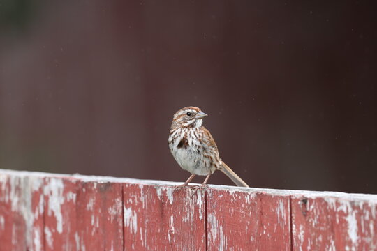 Song sparrow on a fence. 